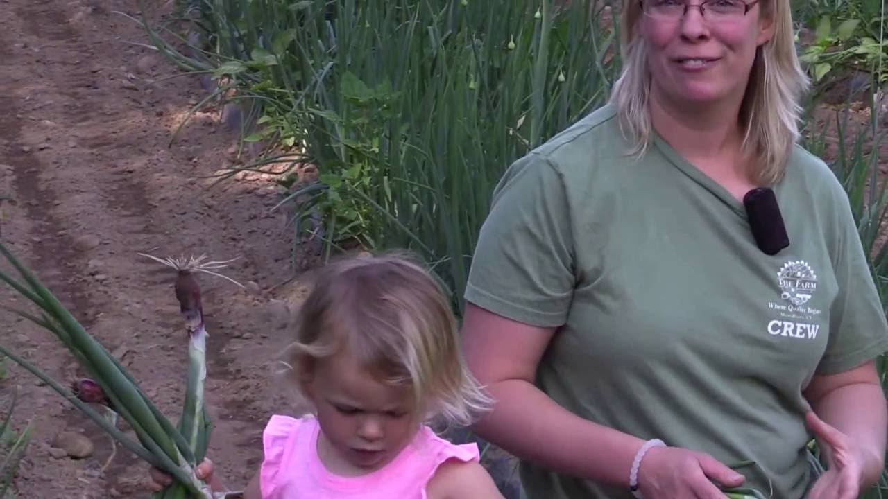 What's In This Week's Basket - Week 3 - Summer CSA