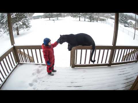 Dangerous Animals Caught Being Friendly