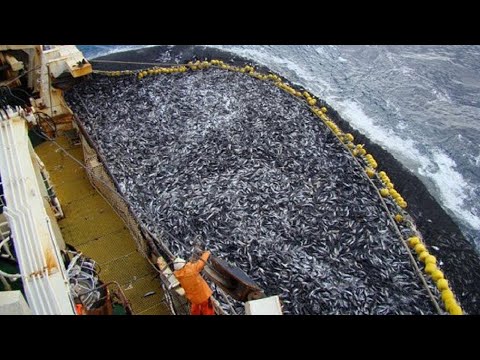 This Is How Fisherman Catch Hundreds Tons Salmon. Modern Fish Processing Line  & Fishing Net Video