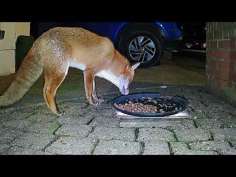 AN AWKWARD FOX! 🤭  #fyp #viralvideo #fox ##urbanwildlife 