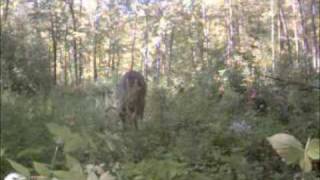 preview picture of video 'Deer Fall 2009'