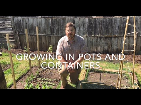 Growing vegetables and herbs in pots and containers