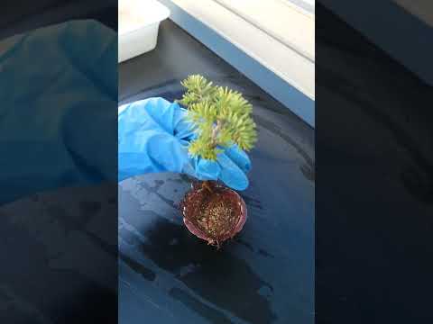 屋内および屋外の盆栽の選択とメンテナンス: 初心者でもプロのように矮性の木の世話をする  庭園