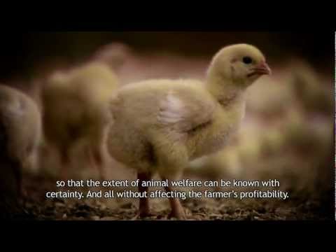 Fancom in 30 seconds