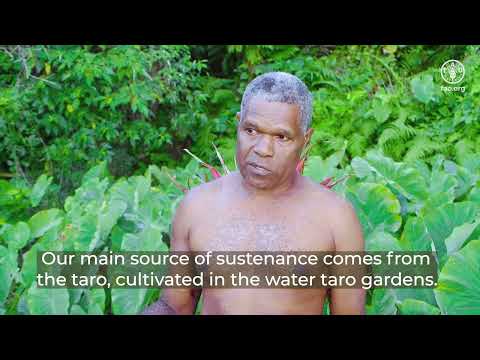 Vanuatu Water Taro irrigation
