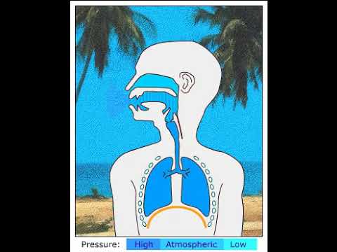 Egressive Pulmonic Airstream Demonstration