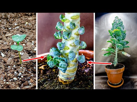 , title : 'Growing Brussel Sprouts Plant From Seed Time Lapse (147 Days)'