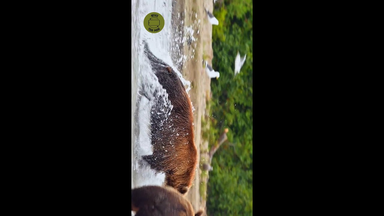 Is a grizzly bear faster than Usian Bolt?