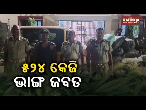 524 kg Bhanga Seized In Ganjam, One Arrested || KalingaTV