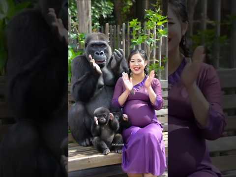 Gorilla's journey to becoming a female caregiver #cute #beautiful #pet #gorilla #cute #monkey #chimp