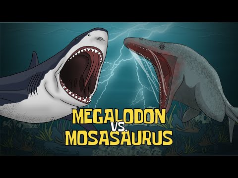 Megalodon vs. Mosasaurus (Battle of the Ultimate Apex Predators) | Animated Science