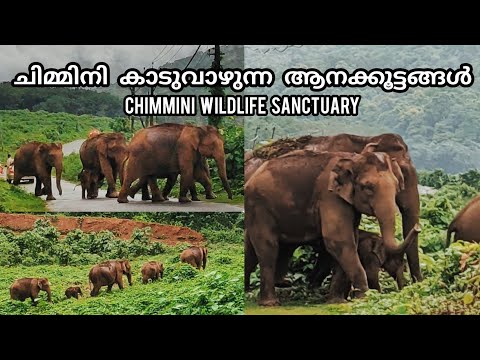 Chimmini Wildlife Sanctuary | Elephant crossing | Chimmini Dam | Wild animals at chimmini |