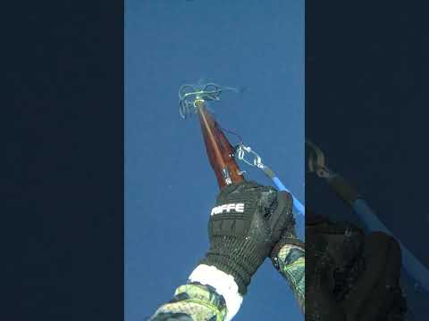 I love the fast paced action of Tuna Spearing