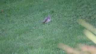 preview picture of video 'Wryneck @ New Passage - 31/08/2014'