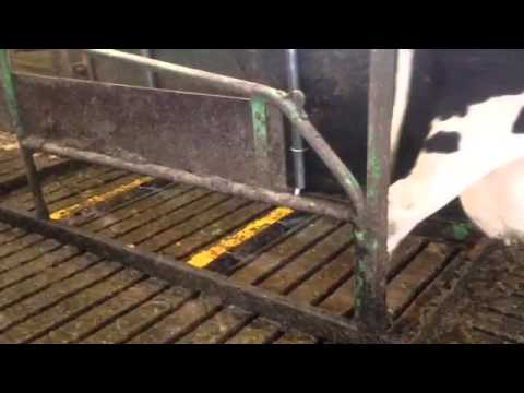 Klauensprühanlage Boden Seitenansicht