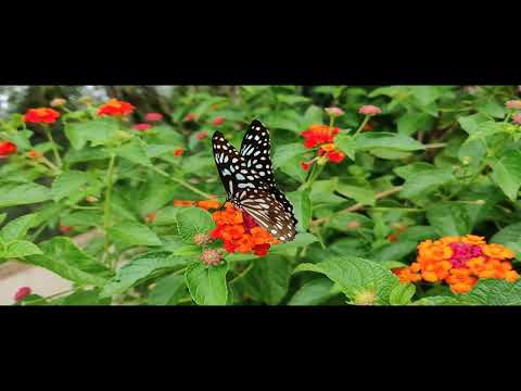 MILAN DOMAJNKO - Topel dom