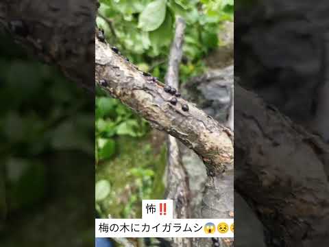 唐辛子パウダーで日本のカブトムシを自然に撃退