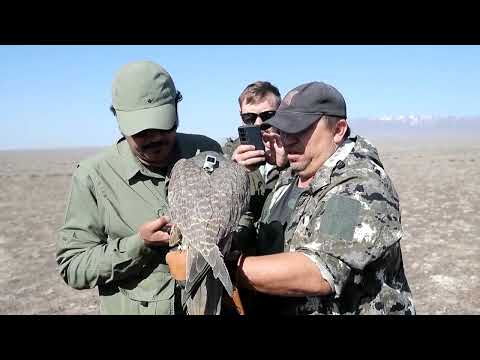 Kazakhstan releases endangered falcons in restoration drive