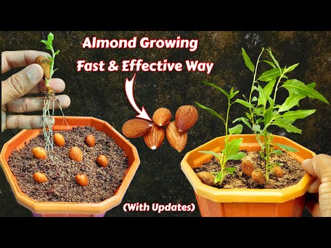 Almond Germination - Most Effective Way To Grow Almond Plant From Seeds #AlmondVariety #ZeroSoil