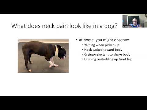 Spinal cord issues in dogs and cats presented by Drs. Alistair McVey & Susan Arnold - VMC AHES