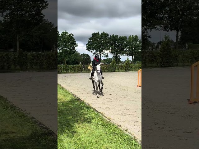 Jument Cheval de Sport Irlandais A vendre 2020 Gris