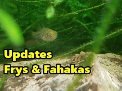 Fishroom Update , Frys and Fahakas