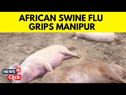 , title : 'Manipur News |  Outbreak Of Deadly And Contagious African Swine Flu Has Gripped Manipur’s Imphal'