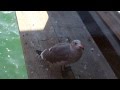 Heermann S Gull Catches French Fries