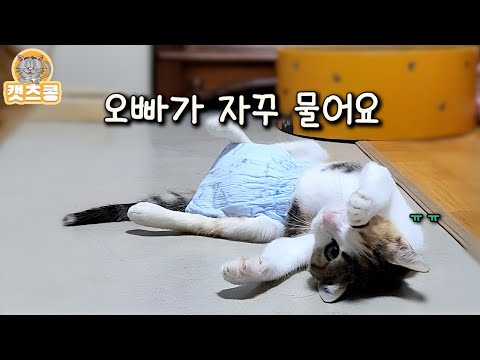 오빠 고양이가 계속 깐족깐족 장난치자 결국 폭발