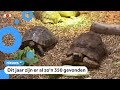 Dierenambulance druk met gedumpte schildpadden