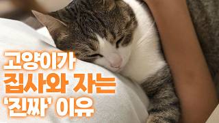 충격! 고양이가 자는 위치의 의미 | 미야옹서베이