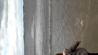 Stupid dog in the sea rubarb &amp; custard