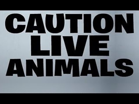 Live Animals - Le Transit Terrebonne