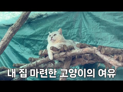 다 해주고 키워도 자유를 갈망하는 고양이들