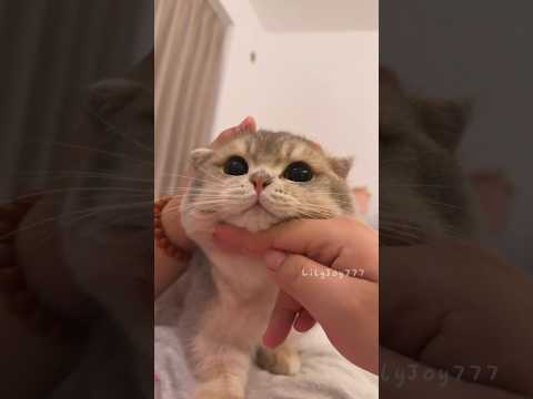 MIAU MIAU💕😻 #cute  #kitten  #cat  #meow