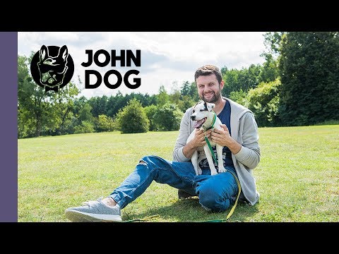 Jak nauczyć psa aportowania? – TRENING PSA – John Dog