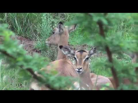 Large breeding herd of impala - very relaxed