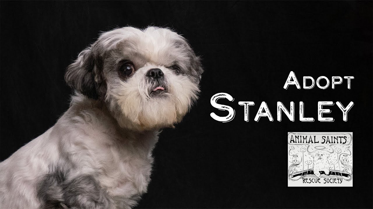 Enlarge Stanley, a ADOPTABLE mixed breed in Fort Montgomery, NY video 6/6