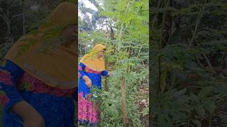 Download lagu panen daunkelor dipojok halaman #shorts mp3