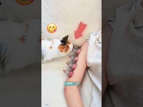 El gatito fue engañado por su dueño#funnyshorts #pets #cute #love