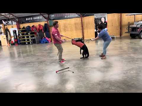 Watch This Protection Rockstar "Beth" 7 Months Old