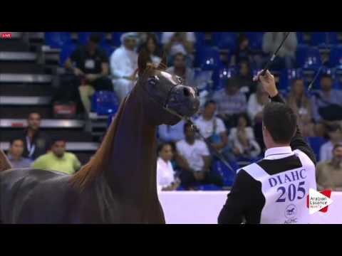 N.205 D KHATTAF - Dubai 2016 - Colts 3 years old (Class 11)