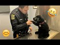I Dare You Not To LAUGH At These FUNNY DOGS Best Funny Animals Videos 2025 44