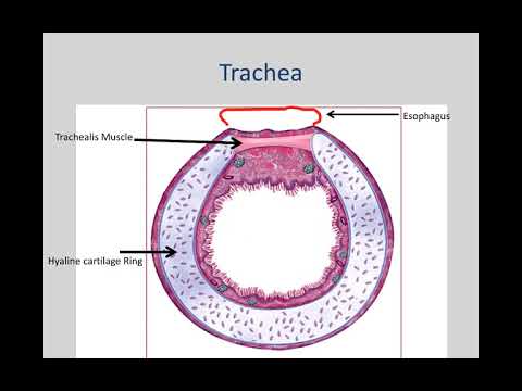 NAU Bio 202 Lab 6 - Respiratory System and Breathing