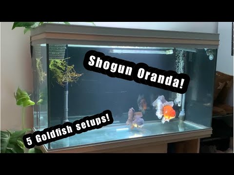 RATE MY TANK | 5 Fancy Goldfish setups! | HIGH Quality Oranda & Tamasaba!