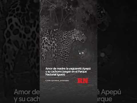 Amor de madre  La yaguareté Apepú y su cachorro juegan en el Parque Nacional Iguazú