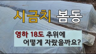 시금치 봄동 영하 18도 추위에서 어떻게 자랐는지 비닐을 걷어봤습니다. #시금치 가꾸기 #봄동 가꾸기.
