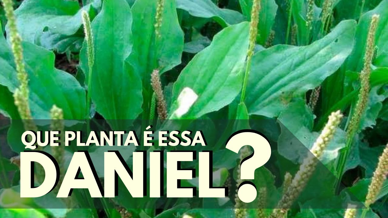QUE PLANTA É ESSA, DANIEL?  Trançagem