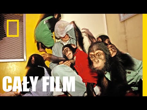 Jane Goodall: nadzieja na przyszłość [CAŁY FILM]