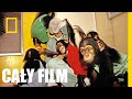 Jane Goodall Nadzieja Na Przyszłość CAŁY FILM